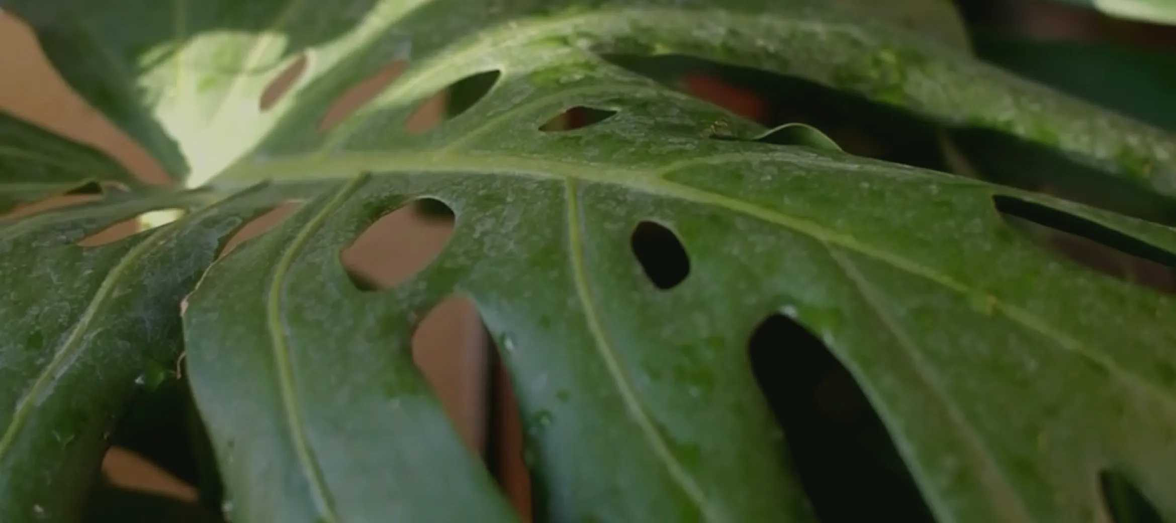 5 errores que todos cometemos al empezar con las plantas y cómo evitarlos