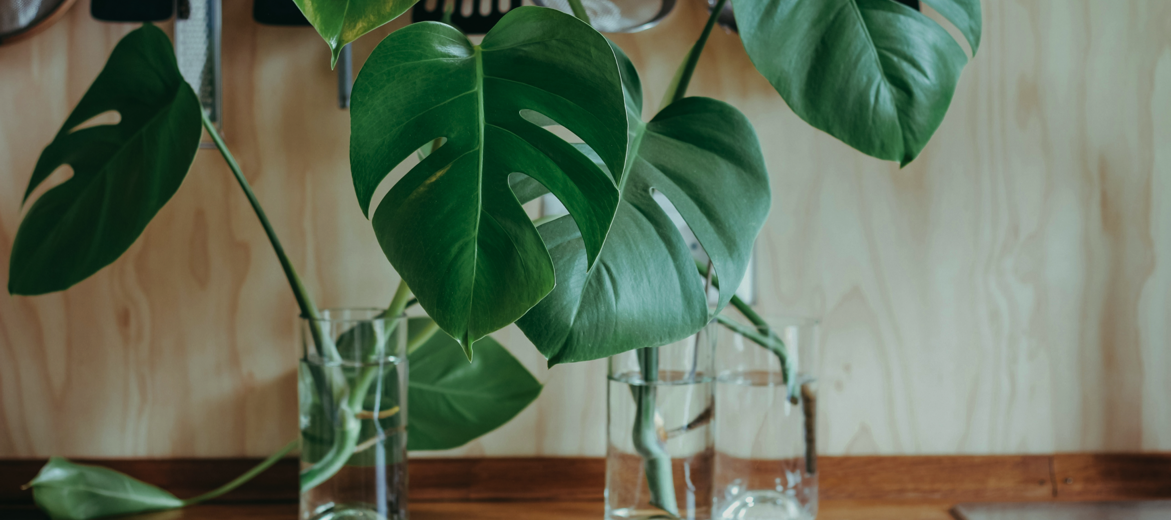 4 plantas que crecen en agua