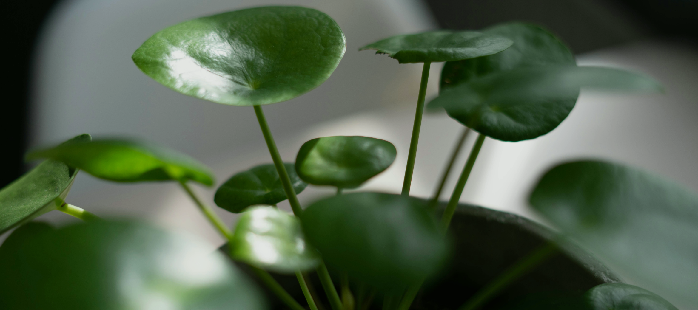 4 plantas pet friendly
