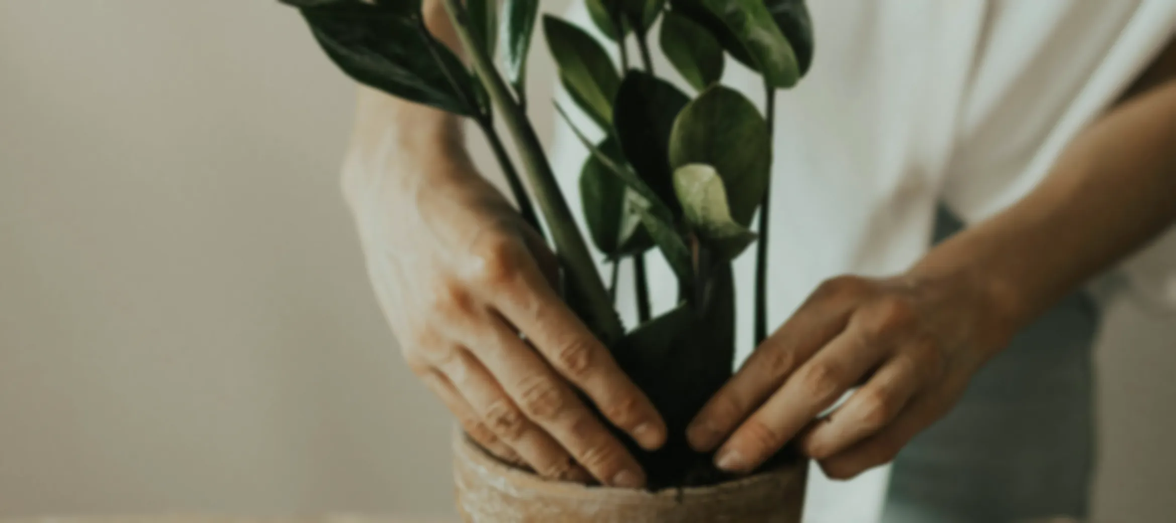ZZ Plant: la planta perfecta para principiantes