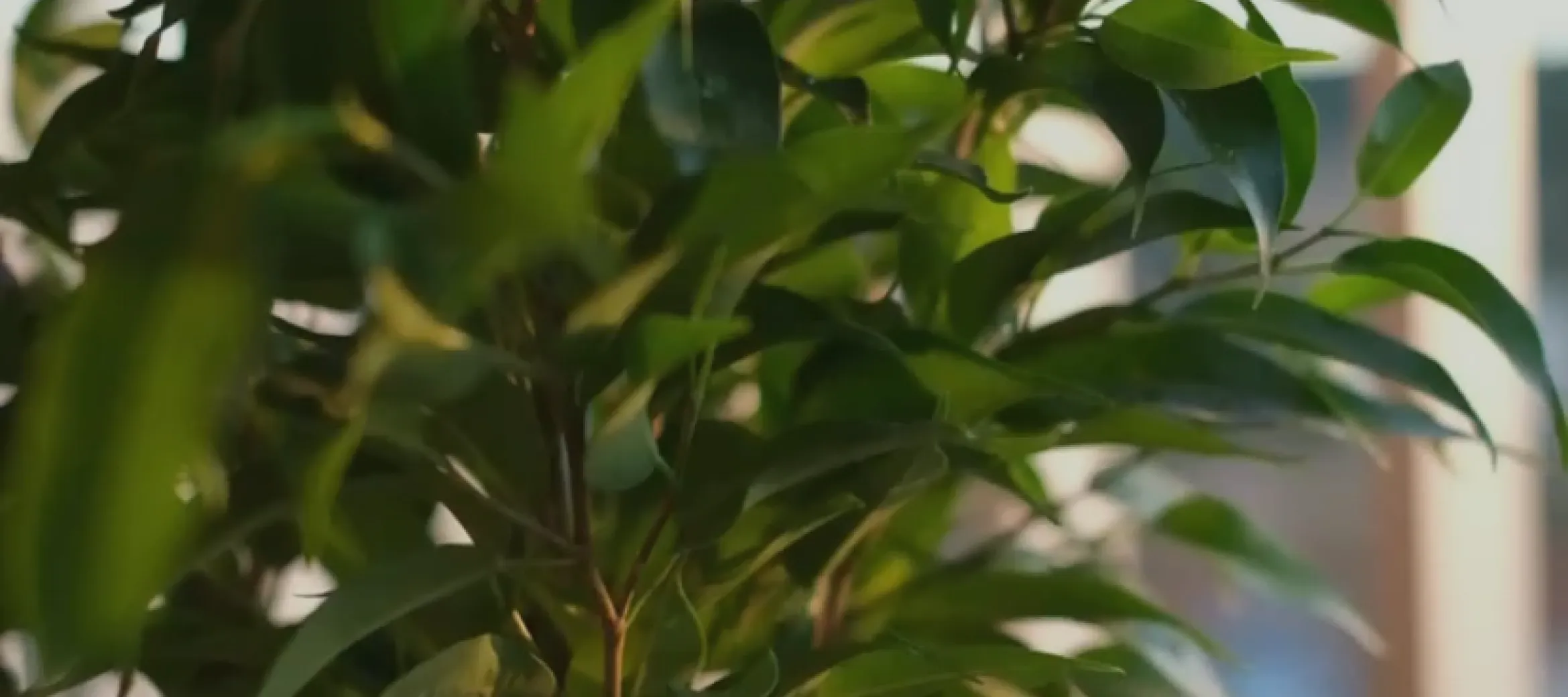 Cómo elegir tu primera planta de interior