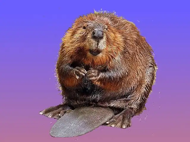 beaver mode